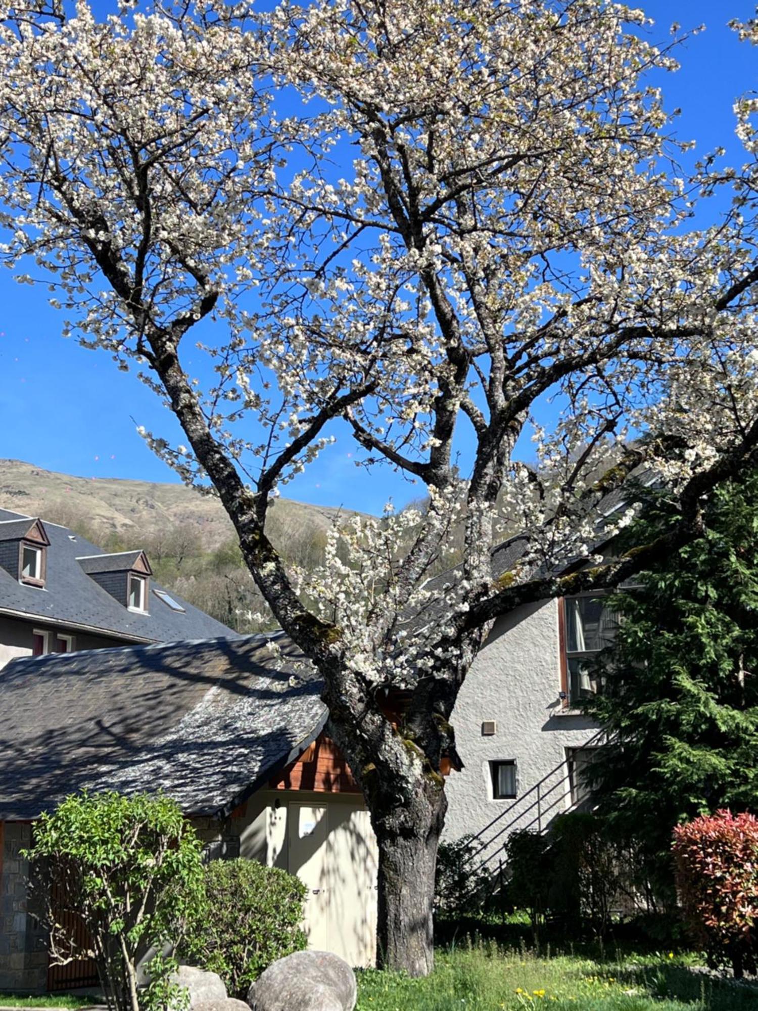 Apparts Au Coeur De St-Lary - Piscine Chauffee Et Sauna Saint-Lary-Soulan Bagian luar foto